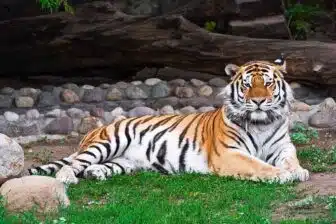 Le zoo de Phno Tamao
